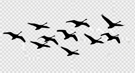 Silhouette of a flock of swans flying in formation across a transparent background in black color