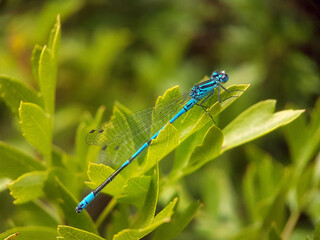 damselfly on leaf autumn garden