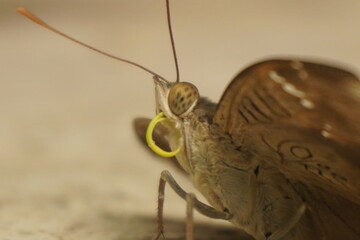 Common Baron butterfly with earthy brown wings, subtle patterns, and graceful flight, often seen in gardens, adding natural beauty and charm