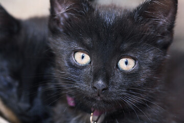 Small Black Kitten
