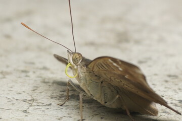 Common Baron butterfly with earthy brown wings, subtle patterns, and graceful flight, often seen in gardens, adding natural beauty and charm