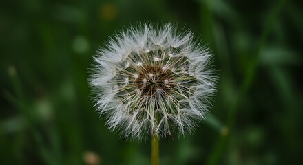 Fototapeta premium Close up of a delicate dandelion seed head against a blurred green background