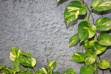 Golden pothos vine climbing textured gray wall, showcasing vibrant green and yellow variegated leaves in natural light, creating a fresh and organic feel.