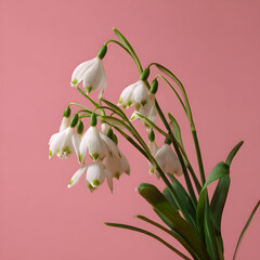 Fototapeta premium Delicate white snowdrop flowers with green stems and leaves bloom against a soft pink background, symbolizing springs arrival