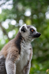 Lemur on tree in African National Park