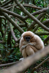 Gibbon in tree in South African national park