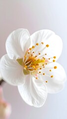 White Blossom Macro Flowers Abstract Vertical Mobile Phone Background Wallpaper