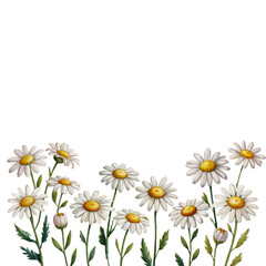 Watercolor illustration of delicate white daisies blooming in a field with green stems