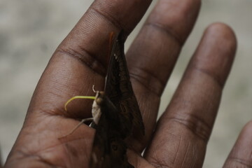 Common Baron butterfly with earthy brown wings, subtle patterns, and graceful flight, often seen in gardens, adding natural beauty and charm