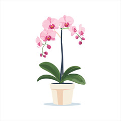 Pink Orchid Plant in Pot