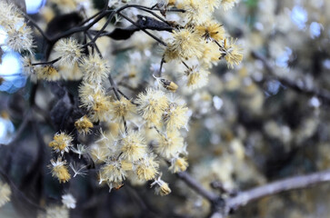Aerial seeds of the white cambará (Vernonanthura polyanthes)