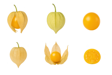 Groundcherry set with golden berries, papery husks, whole fruits and slices, ideal for botanical illustration, food design and clipart.