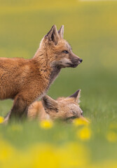Red fox kits playing. 