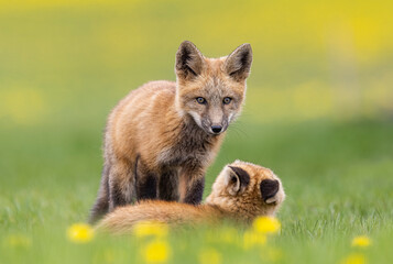 Red fox kits playing. 