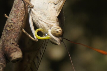 Common Baron butterfly with earthy brown wings, subtle patterns, and graceful flight, often seen in gardens, adding natural beauty and charm