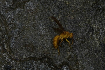 Yellow wasp insects are aggressive stinging insects known for their bright yellow bodies, paper nests, and role in controlling pests
