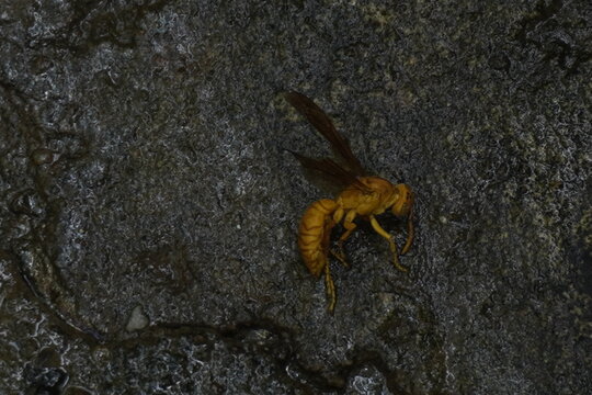 Yellow wasp insects are aggressive stinging insects known for their bright yellow bodies, paper nests, and role in controlling pests