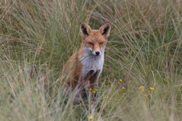 Fox in the wild among the grass. Portrait of wild fox animal.
