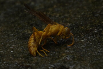 Yellow wasp insects are aggressive stinging insects known for their bright yellow bodies, paper...