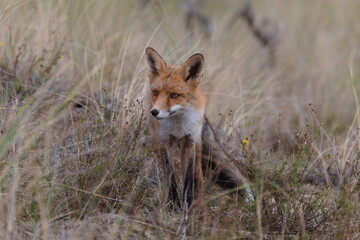Fox in the wild among the grass. Portrait of wild fox animal.