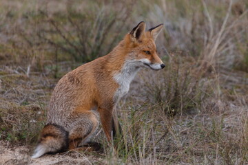 Fox in the wild among the grass. Portrait of wild fox animal.