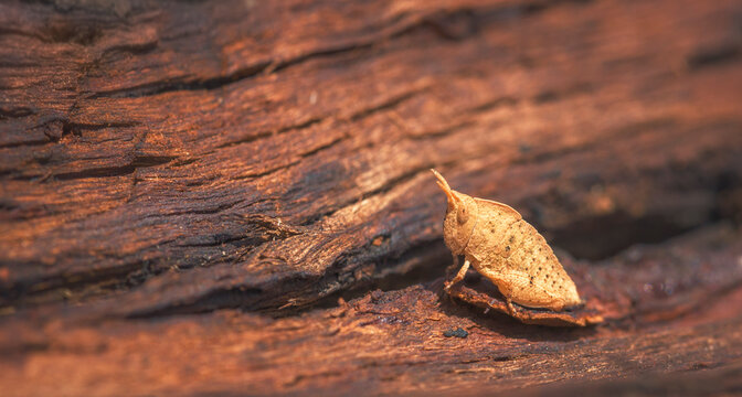 Close-up side view of a tiny Grasshopper (Goniaea australasiae) on tree bark in a eucalyptus forest, Victoria, Australia