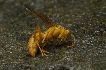 Yellow wasp insects are aggressive stinging insects known for their bright yellow bodies, paper nests, and role in controlling pests