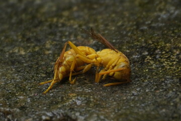 Yellow wasp insects are aggressive stinging insects known for their bright yellow bodies, paper...