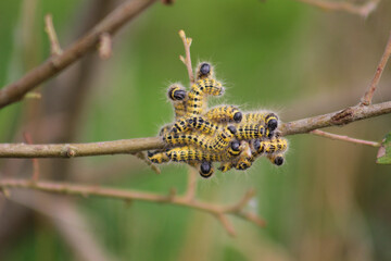 Buff-tip moth caterpillars (Phalera bucephala) feeding on the new shoots of a tree in summer at the Newport Wetlands Nature Reserve, near the mouth of the River Usk, South Wales, United Kingdom
