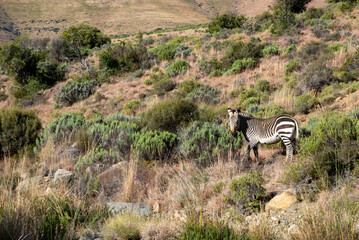 Zebra in African National Park