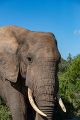 Elephant in African National Park
