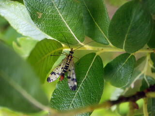 scorpionfly on leaf summer garden