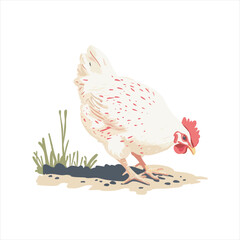 vector White hen foraging