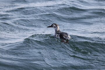 The spectacled guillemot or sooty guillemot (Cepphus carbo) is a seabird in the auk family. This...