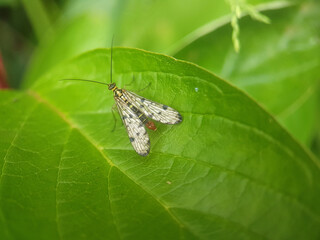 scorpionfly on leaf summer garden