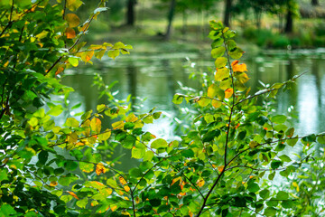 Colorful autumn foliage against the backdrop of river