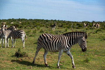 Zebra in African National Park