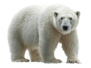 Polar Bear PNG Standing on White Background – Realistic Arctic Mammal Isolated (AI-Generated)