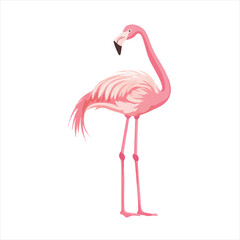 Pink flamingo illustration