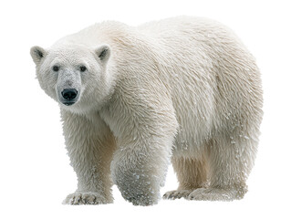 Polar Bear PNG Standing on All Fours – Thick White Fur Isolated on Transparent Background (AI-Generated)