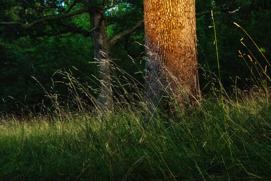 Tall midwestern grasses with a sunlit tree and darkness in the background