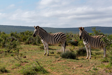 Zebra in African National Park