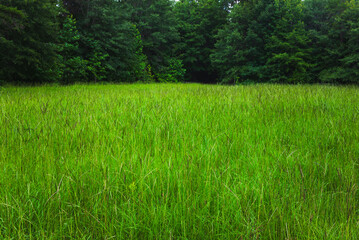An field of lush green grasses with pine trees in the background