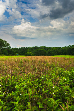 A meadow of wild grasses bordered in the distance by lush green trees, with clouds overhead