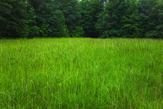 An field of lush green grasses with pine trees in the background