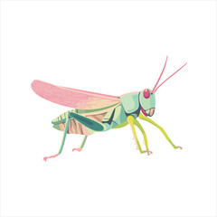 Colorful grasshopper illustration