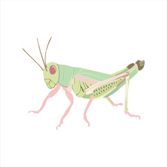 illustration of a grasshopper