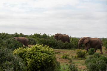 Elephants in African National Park