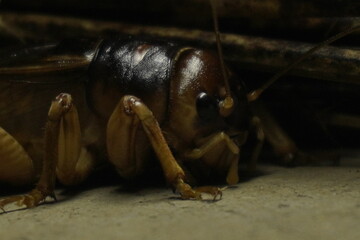 Giant weta, a large insect native to New Zealand, known for its impressive size, nocturnal habits,...