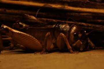 Giant weta, a large insect native to New Zealand, known for its impressive size, nocturnal habits,...